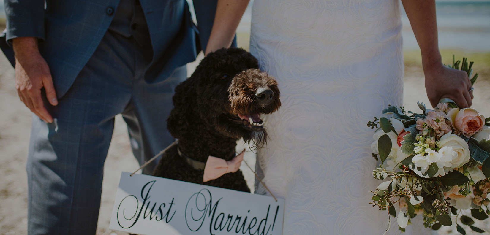 dog with wedding sign