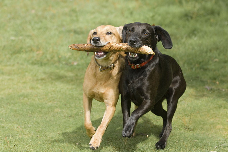 dogs with sticks