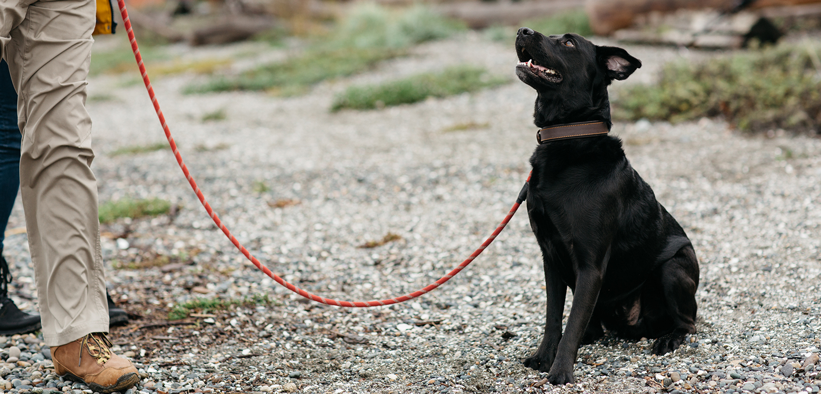 dog on the beach