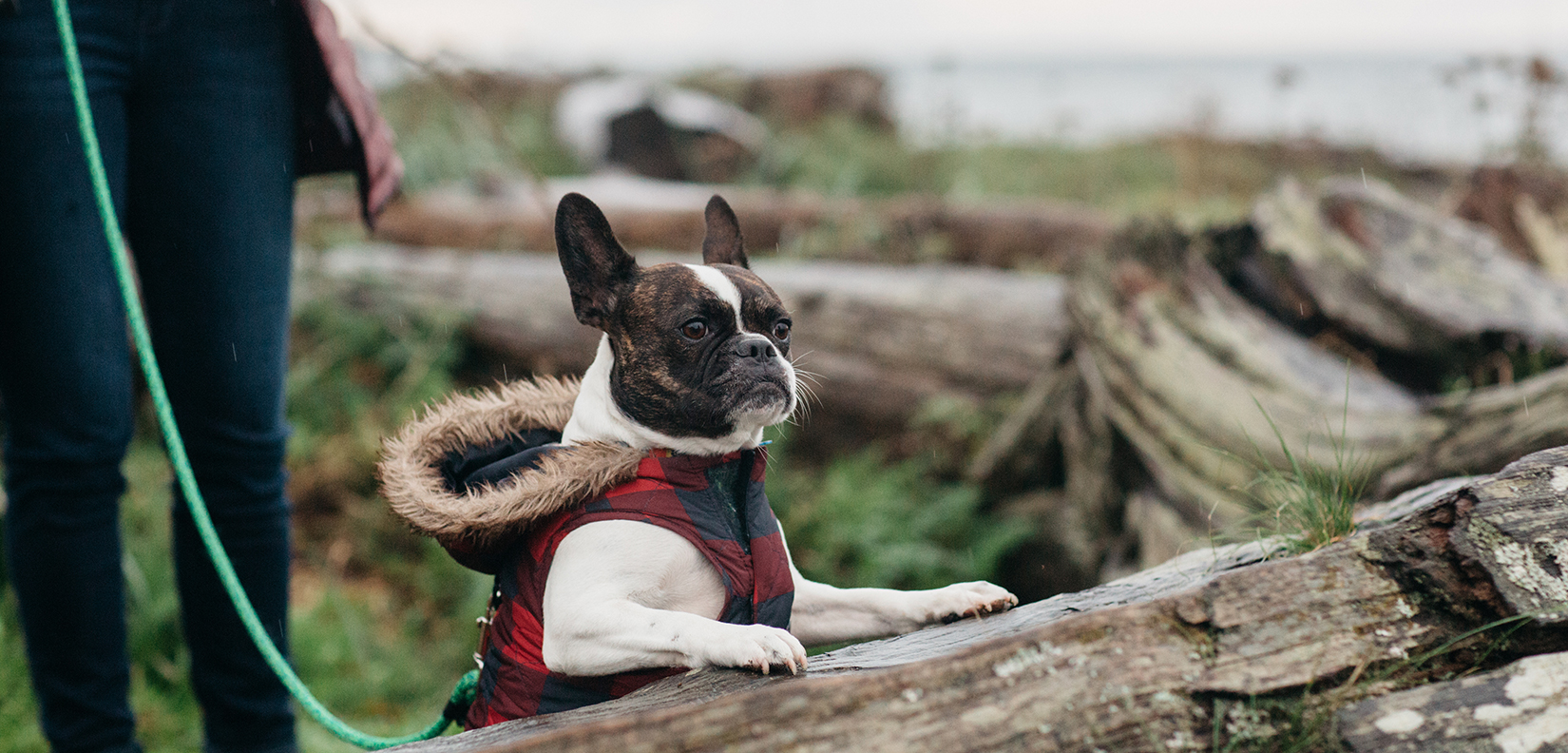 dog on the beach