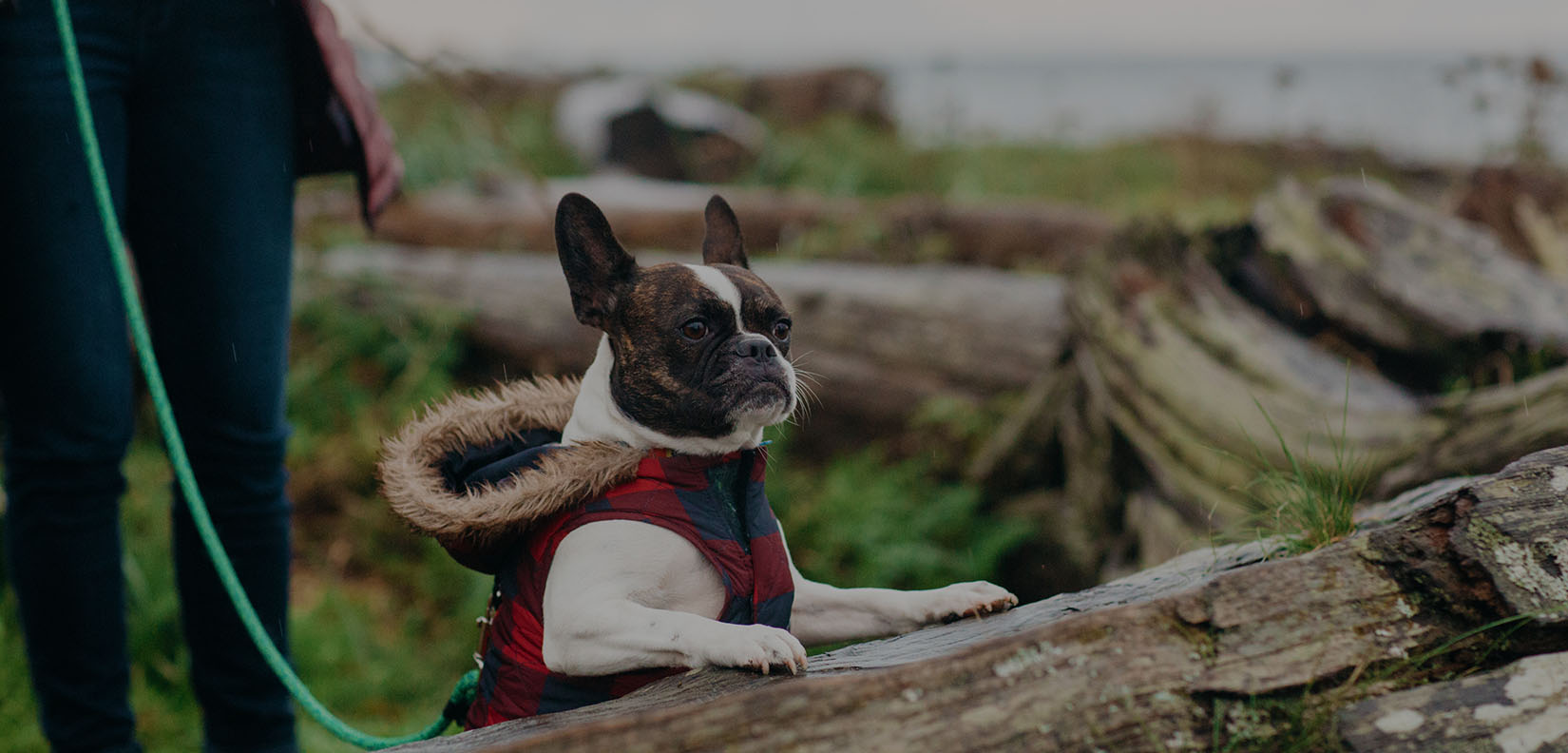 dog on beach