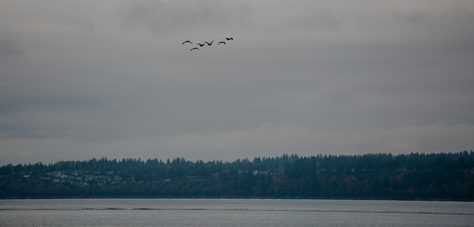 birds flying over water