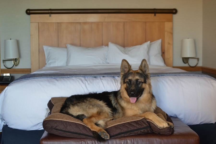 dog in bed