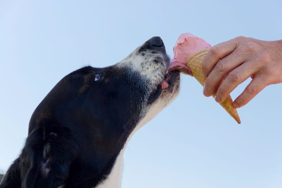 dog with ice cream