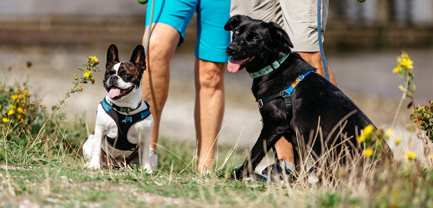 Semiahmoo welcomes pets